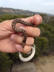 Hypsiglena ochrorhynchus klauberi