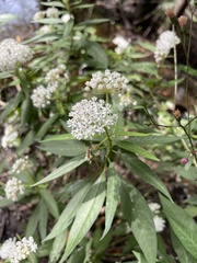 Asclepias perennis image