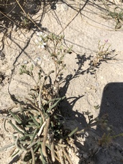 Ivesia kingii eremica