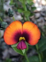 Gompholobium ovatum