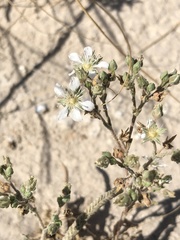 Ivesia kingii eremica