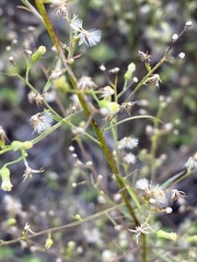 Erigeron canadensis pusillus