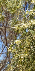 Myoporum platycarpum