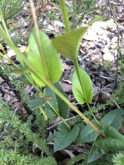 Gompholobium ovatum