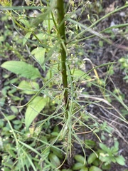 Erigeron canadensis pusillus