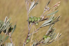 Grevillea refracta refracta
