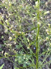 Erigeron canadensis pusillus