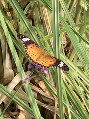 Argynnis hyperbius