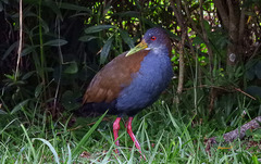 Slaty-Breasted Wood-Rail photo 2