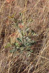 Grevillea refracta refracta
