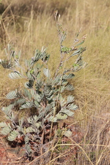 Grevillea refracta refracta