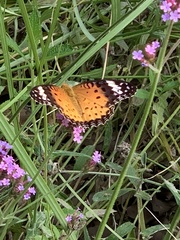 Argynnis hyperbius