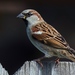House Sparrow - Photo (c) Kevin Milazzo, some rights reserved (CC BY-NC-SA)