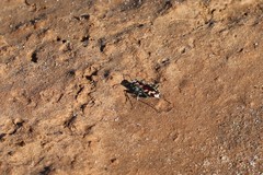 Cicindela fulgida