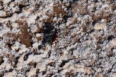 Cicindela fulgida