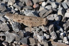 Trimerotropis salina