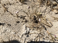 Chloropyron tecopense