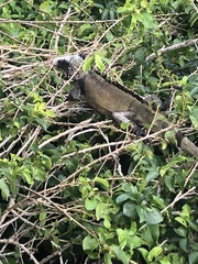 Iguana iguana melanoderma