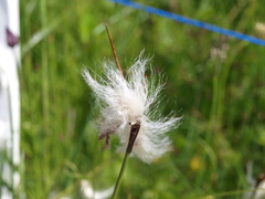 Eriophorum latifolium