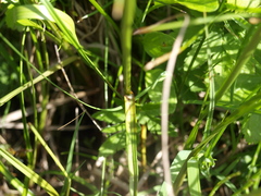 Eriophorum latifolium