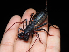 Mastigoproctus cinteotl