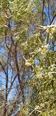 Myoporum platycarpum