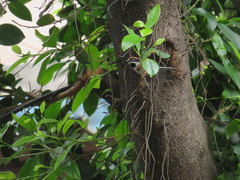 Aegithalos concinnus