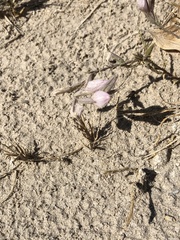 Chloropyron tecopense