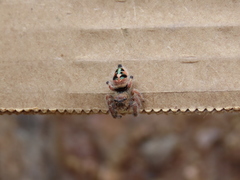 Phidippus maddisoni