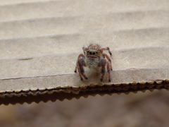 Phidippus maddisoni