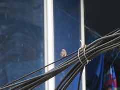 Aegithalos concinnus