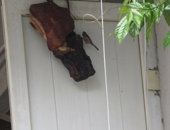 Aegithalos concinnus