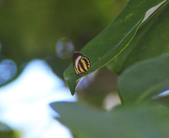 Nothodanis schaeffera baladensis
