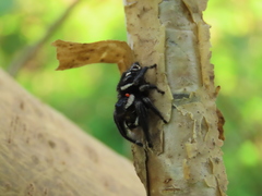 Phidippus maddisoni