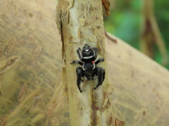 Phidippus maddisoni
