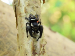 Phidippus maddisoni