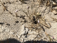 Chloropyron tecopense