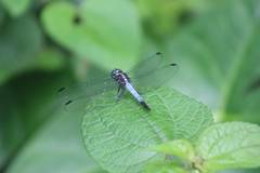 Cannaphila insularis