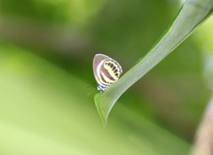 Nothodanis schaeffera baladensis