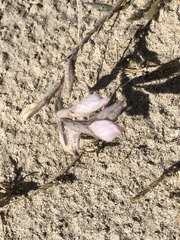 Chloropyron tecopense