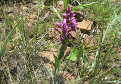 Disa stachyoides