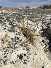 Chloropyron tecopense