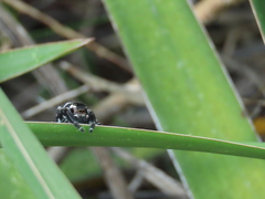 Phidippus maddisoni