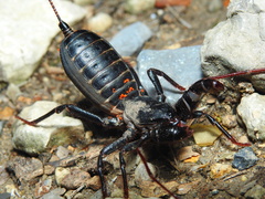 Mastigoproctus cinteotl