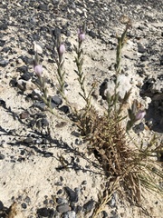 Chloropyron tecopense