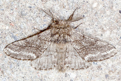 Lycia ursaria