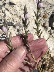 Chloropyron tecopense