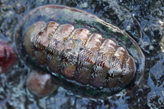 Tonicella insignis image