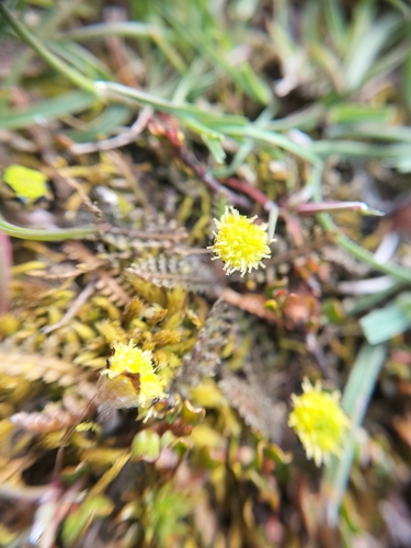 Leptinella serrulata, photograph 4