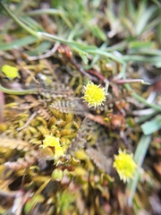 Leptinella serrulata, photograph (c) Colin Meurk, some rights reserved (CC BY-SA)